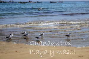Guanaqueros-bahia-naturaleza-orilla-de-playa-y-aves-marinas_600