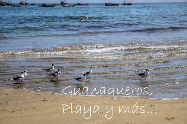 Guanaqueros, Playa Blanca, Playa Socos, Totoralillo