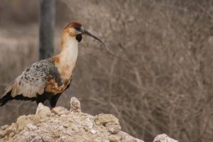 Ocho-Aguilas-Guanaqueros-naturaleza-aves-de-Chile-Bandurria-1_600