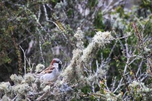 Ocho-Aguilas-Guanaqueros-naturaleza-aves-de-Chile-Gorrión-2_600