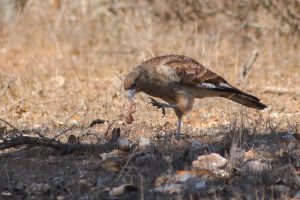 Ocho-Aguilas-Guanaqueros-naturaleza-aves-de-Chile-Teuque-1_600