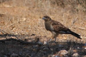 Ocho-Aguilas-Guanaqueros-naturaleza-aves-de-Chile-Teuque-2_600