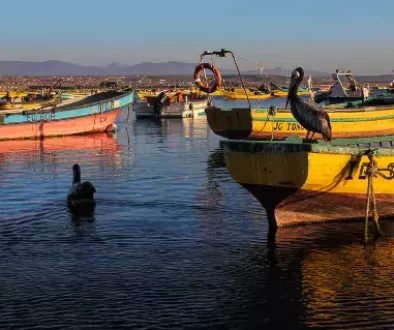 Botes pescadores en la Caleta de Tongoy