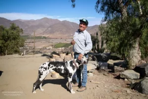 Don Alexis en su granja ecológica con sus 2 perros: un Dobermann y un Gran Danés