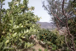 Cultivo orgánico de don Alexis en Montepatria: Laureles, Naranjales y Limoneros