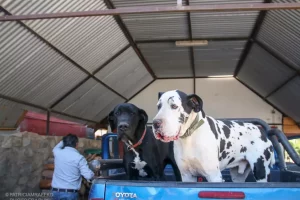 Los 2 perros de don Alexis: un Dobermann y un Gran Danés