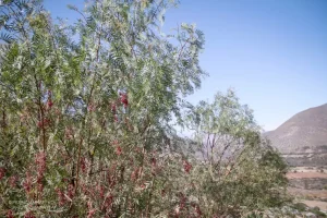 Cultivo orgánico de don Alexis en Montepatria: Árbol Pimientero