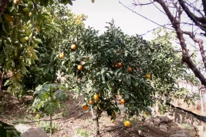 montepatria-don-alexis-sembradio-de-naranjas-limones-y-papaya