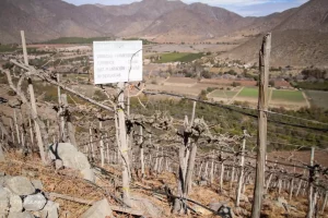 Cultivo orgánico de don Alexis en Montepatria: Antigua Plantación de Uvas "Red Flame"
