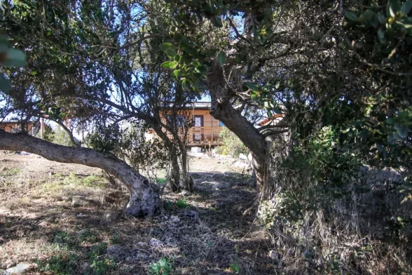 "Ocho Águilas Eco Lodge": Vista a través del árbol "Litre con cabañas en el fondo