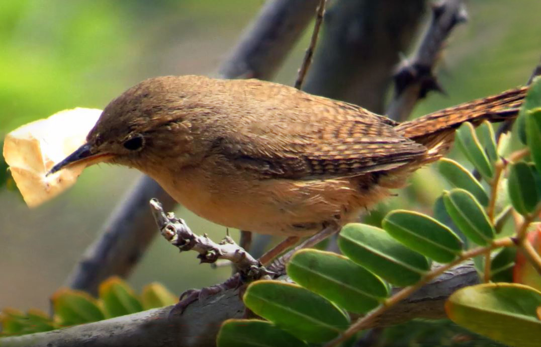 Foto de un pájaro "Chercan" sentado en un árbol con una hoja en su pico