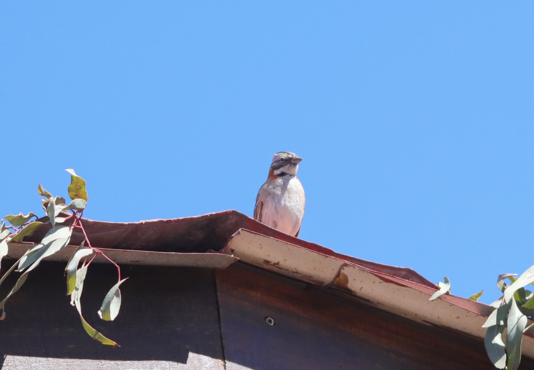 Foto de un pájaro "Chincol" sentado encima de un techo