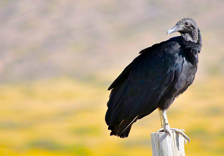 Foto de un pájaro "Jote Cabeza Negra" descansando sobre un poste