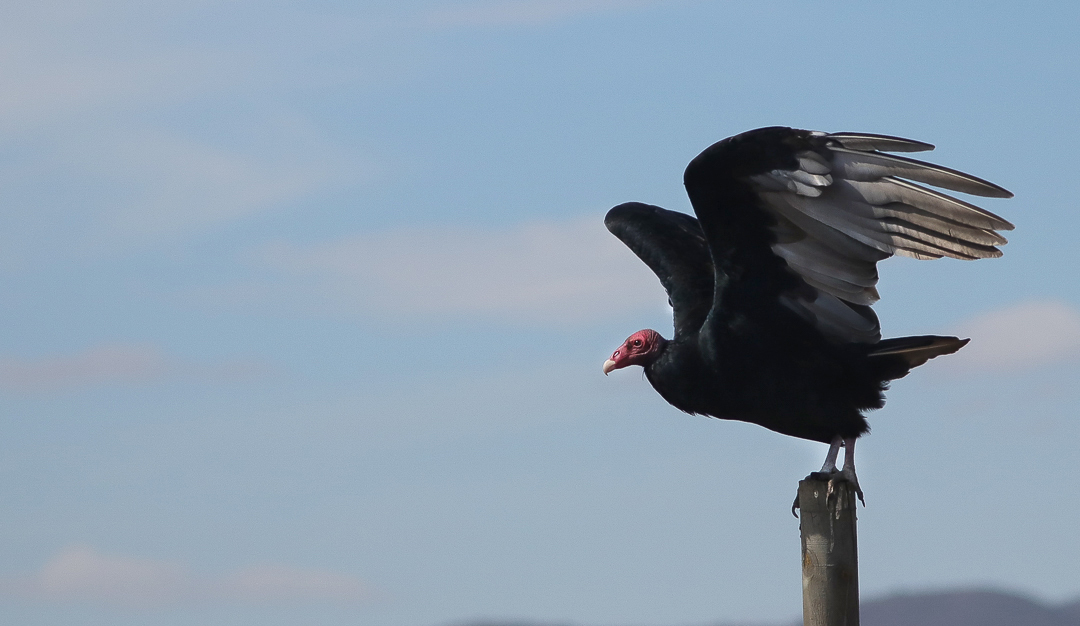 Foto de un pájaro "Jote cabeza roja" arrancando a volar