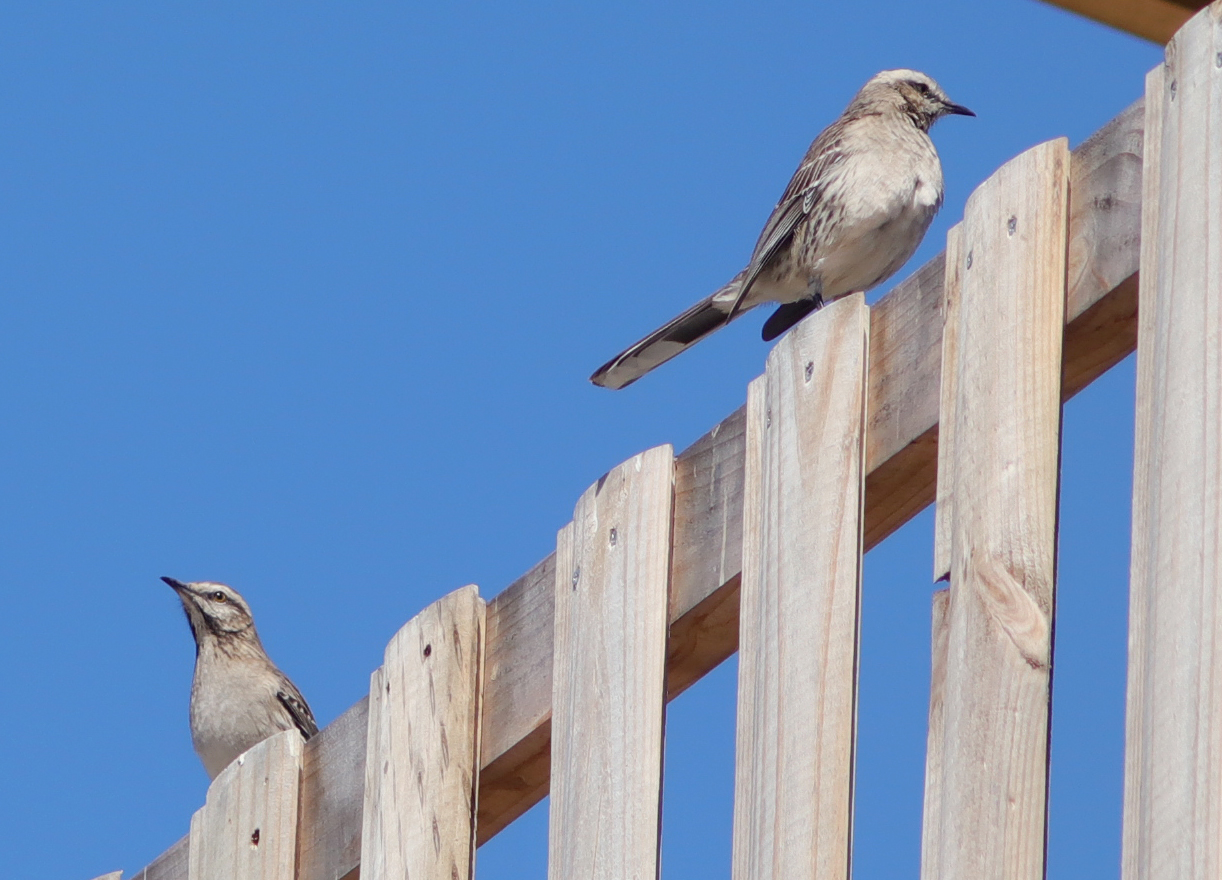 Foto de una pareja de pájaros "Tenca" descansando sobre una empalizada