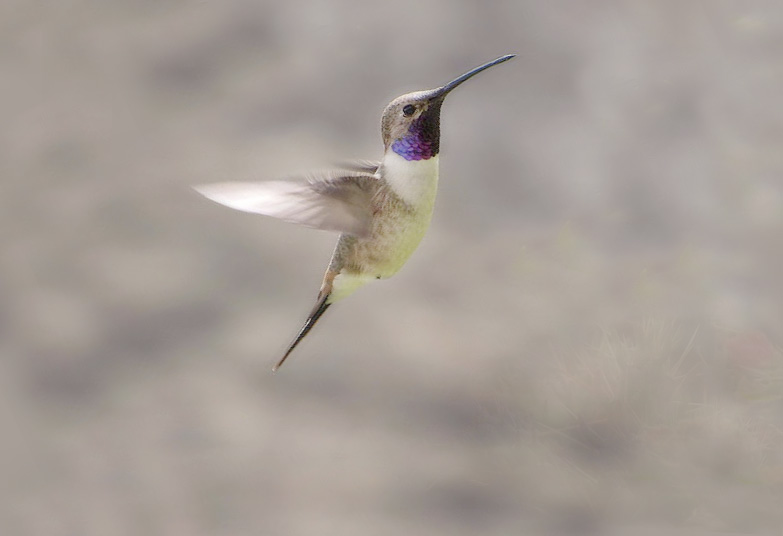 Foto de un pájaro "Picaflor de Arica" volando con la pica hacia arriba