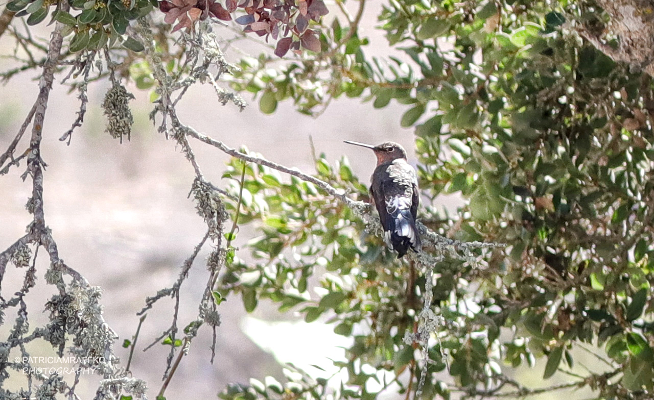 Foto de un pájaro "Picaflor" descansando sobre una rama
