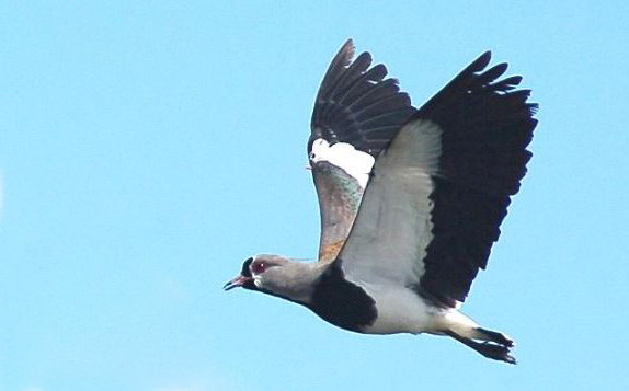 Foto de un pájaro "Queltehue" volando