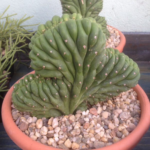 Foto de un Cactus "Cerebro"
