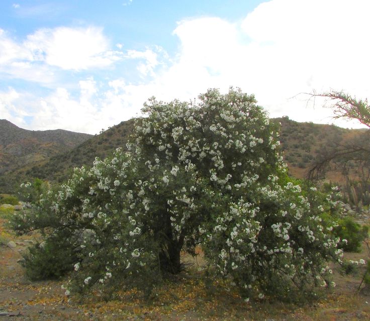 Foto de un árbol "Carbonillo"