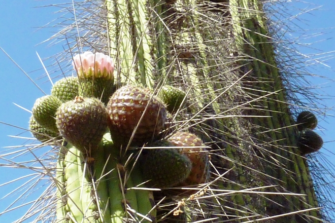 Foto de un cactus "Copao" en flor