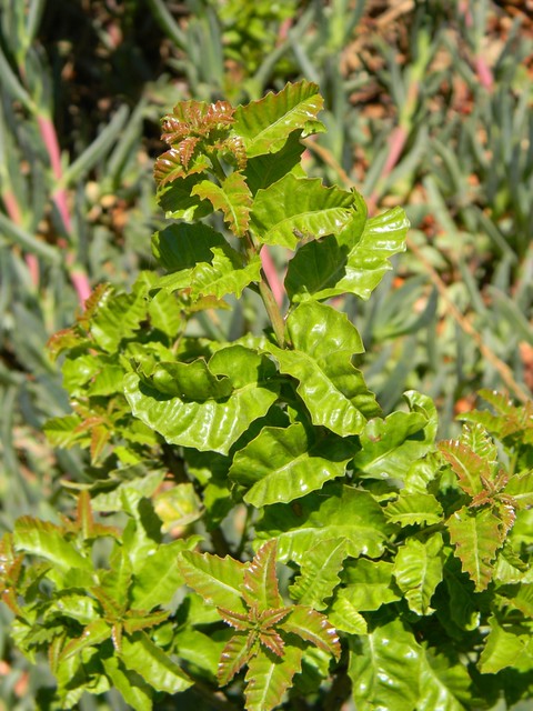 foto de una planta "Flora Molle"